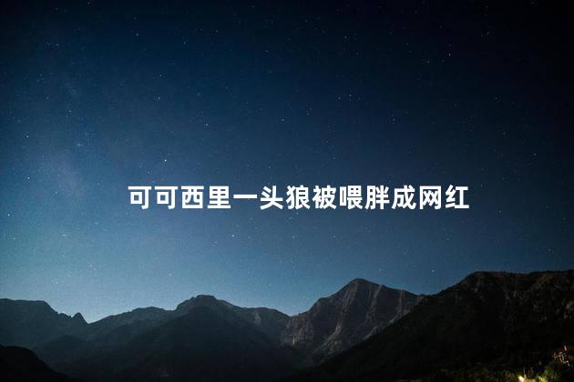 可可西里一头狼被喂胖成网红 可可西里网红狼的变迁史